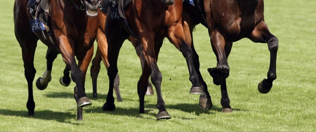 Drei-Pferde-bei-Galopprennen-gestorben-siegendes-Pferd-bricht-unter-Jockey-zusammen