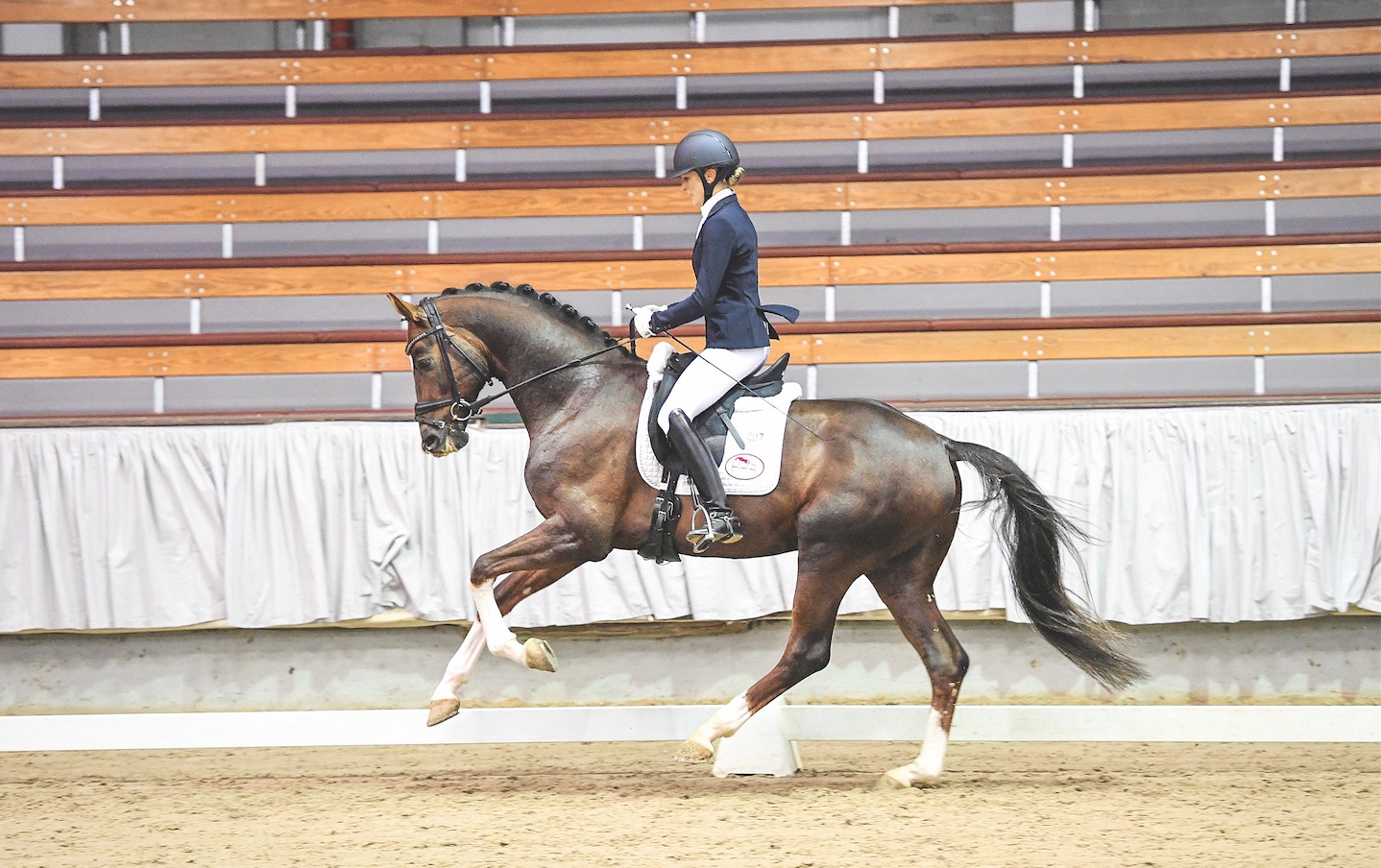 M nster Sporttest der Dressurhengste mit drei F nfj hrigen ber 9 0