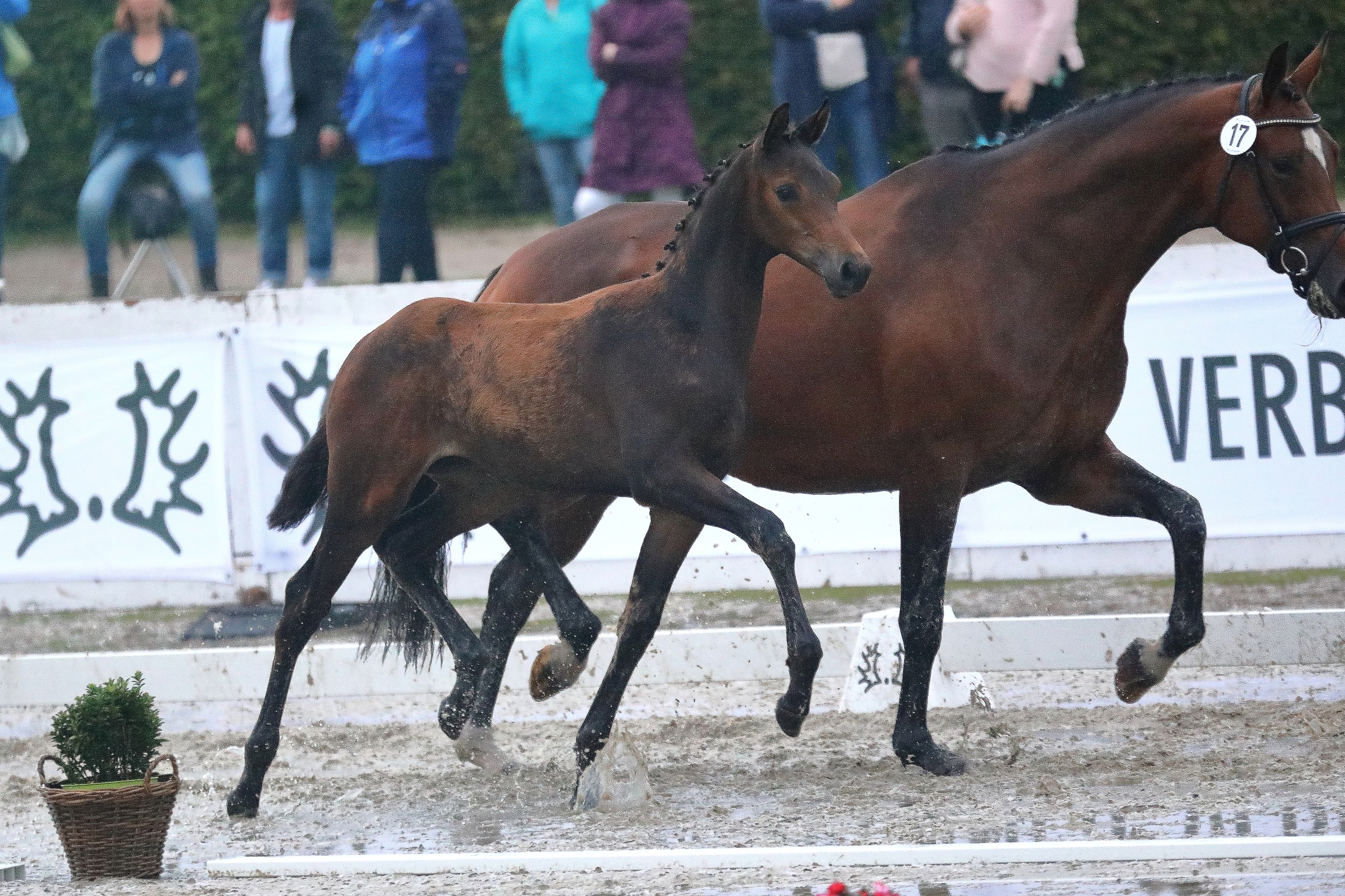 Rekord Auktionsergebnis der Trakehner Fohlen in M nster Handorf