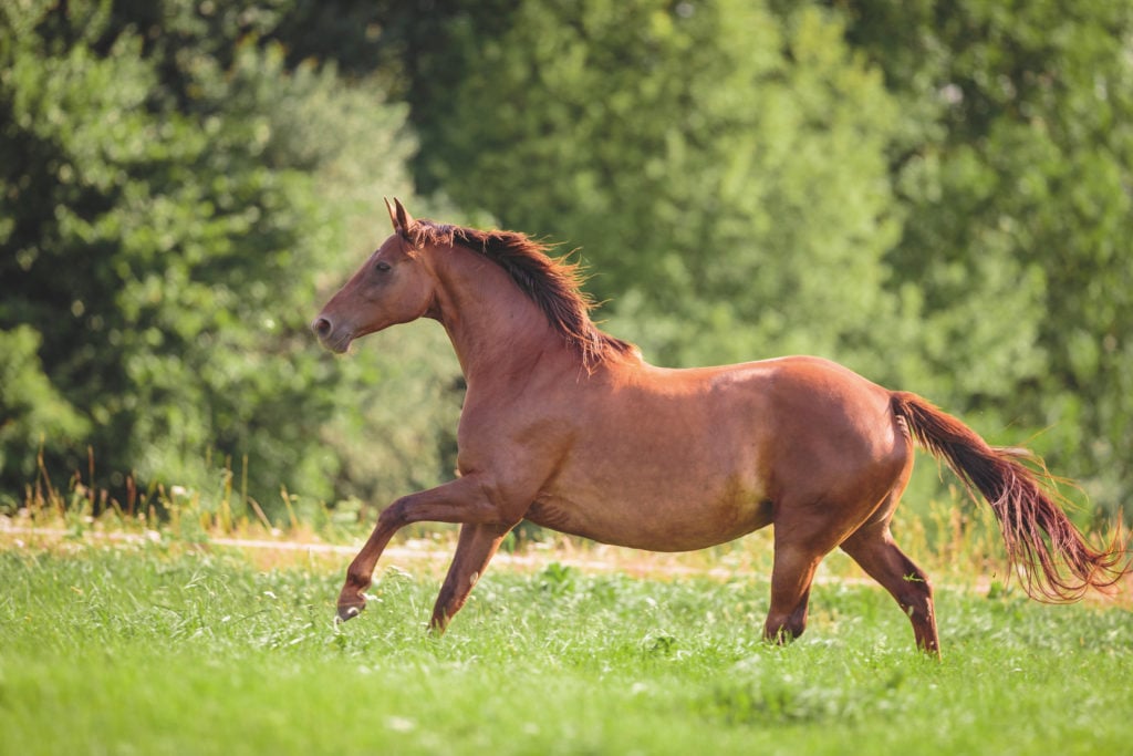 -bergewicht-beim-Pferd-In-10-Schritten-zur-gesunden-Gewichtsreduktion